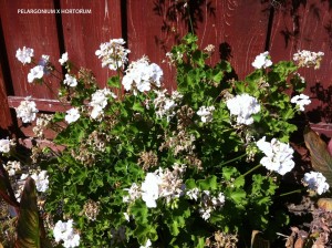 Pelargonium x hortorum - white